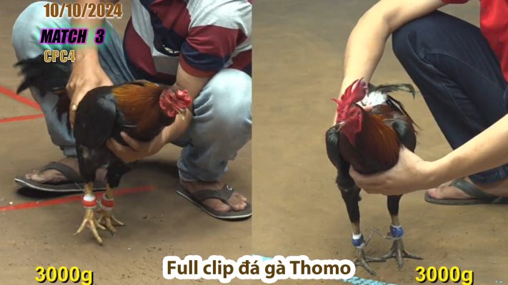 CPC4- TRẬN 3 | đá gà Thomo | 10/10/2024