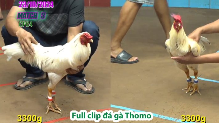 CPC4- TRẬN 3 | đá gà Thomo | 23/10/2024