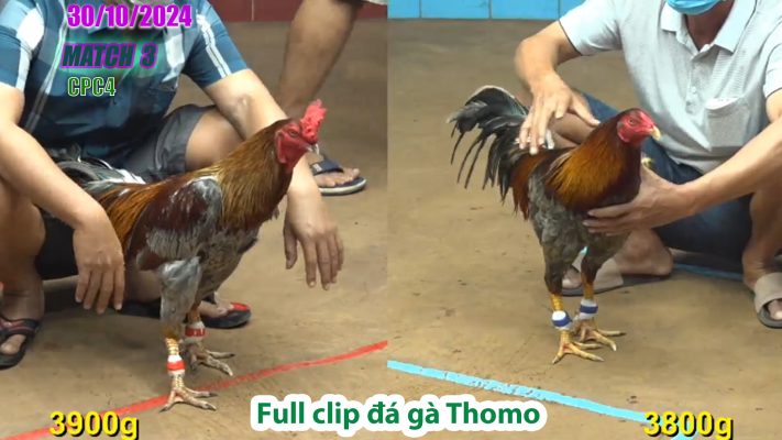 CPC4- TRẬN 3 | đá gà Thomo | 30/10/2024