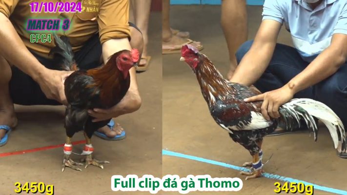 CPC4- TRẬN 3 | đá gà Thomo | 17/10/2024