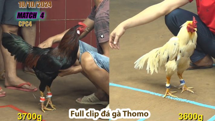 CPC4- TRẬN 4 | đá gà Thomo | 10/10/2024