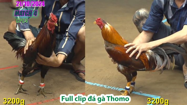 CPC4- TRẬN 4 | đá gà Thomo | 21/10/2024