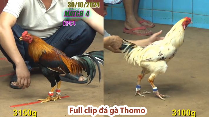 CPC4- TRẬN 4 | đá gà Thomo | 30/10/2024