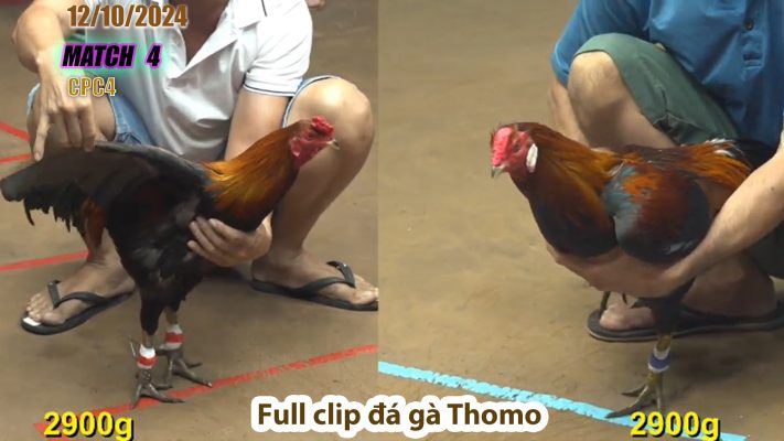 CPC4- TRẬN 4 | đá gà Thomo | 12/10/2024