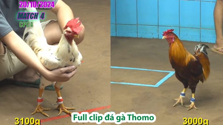 CPC4- TRẬN 4 | đá gà Thomo | 20/10/2024