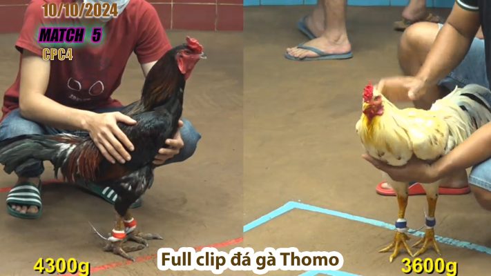 CPC4- TRẬN 5 | đá gà Thomo | 10/10/2024