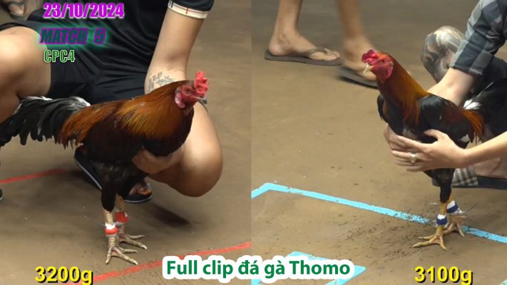 CPC4- TRẬN 5 | đá gà Thomo | 23/10/2024