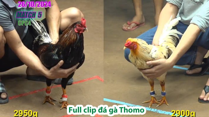 CPC4- TRẬN 5 | đá gà Thomo | 26/10/2024