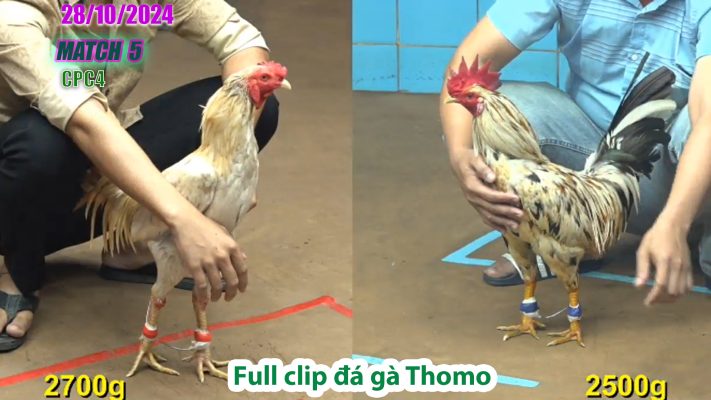 CPC4- TRẬN 5 | đá gà Thomo | 28/10/2024