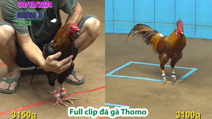 CPC4- TRẬN 5 | đá gà Thomo | 30/10/2024