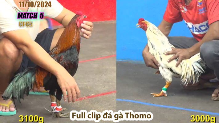 CPC5- TRẬN 5 | đá gà Thomo | 11/10/2024