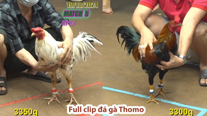 CPC4- TRẬN 5 | đá gà Thomo | 19/10/2024