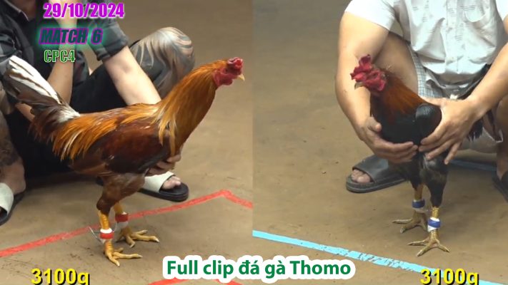 CPC4- TRẬN 6 | đá gà Thomo | 29/10/2024