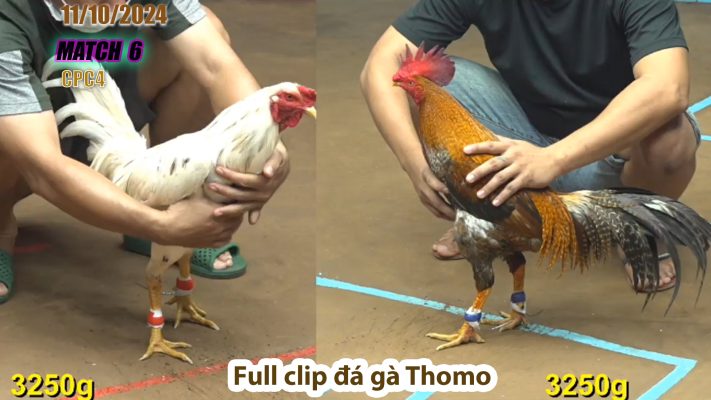 CPC4- TRẬN 6 | đá gà Thomo | 11/10/2024