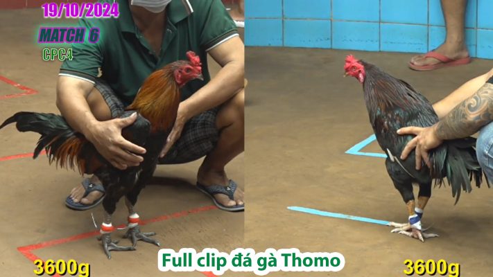 CPC4- TRẬN 6 | đá gà Thomo | 19/10/2024