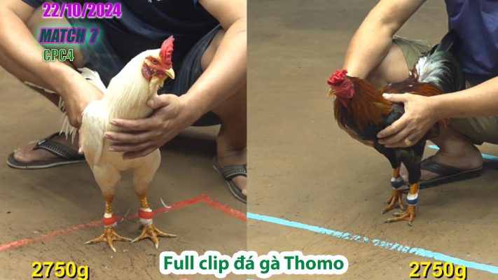 CPC4- TRẬN 7 | đá gà Thomo | 22/10/2024