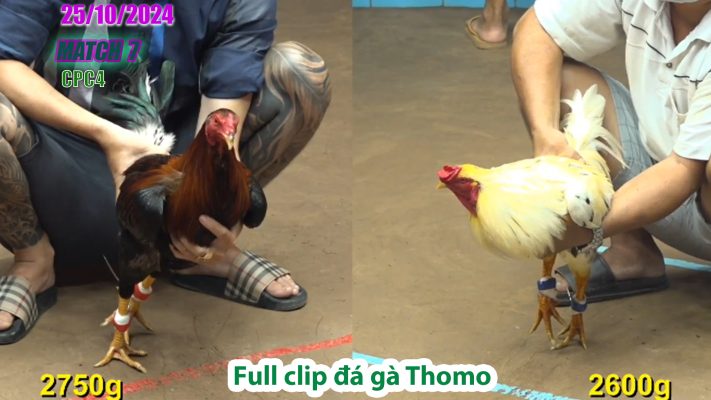 CPC4- TRẬN 7 | đá gà Thomo | 25/10/2024