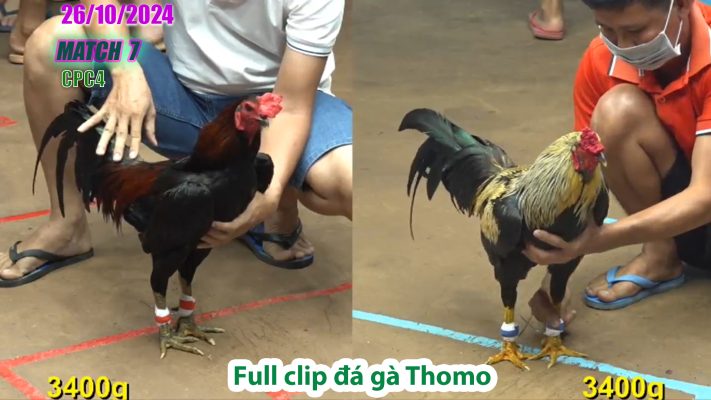 CPC4- TRẬN 7 | đá gà Thomo | 26/10/2024