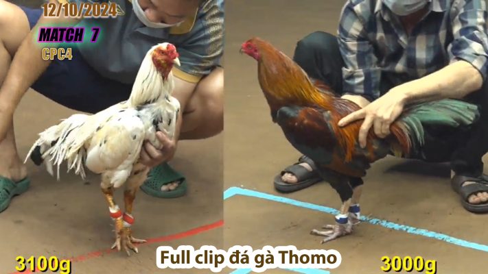 CPC4- TRẬN 7 | đá gà Thomo | 12/10/2024