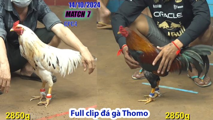 CPC4- TRẬN 7 | đá gà Thomo | 14/10/2024