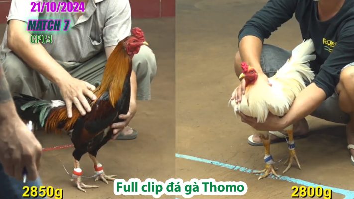 CPC4- TRẬN 7 | đá gà Thomo | 21/10/2024