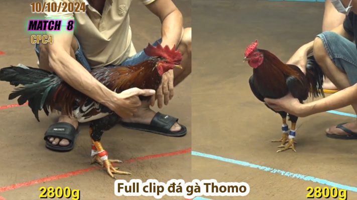 CPC4- TRẬN 8 | đá gà Thomo | 10/10/2024