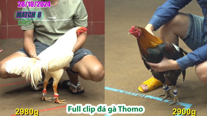 CPC4- TRẬN 8 | đá gà Thomo | 28/10/2024