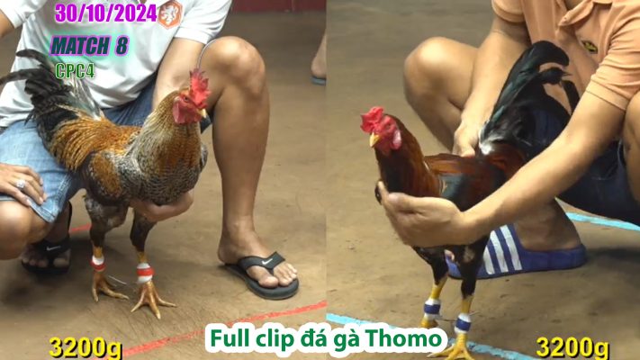 CPC4- TRẬN 8 | đá gà Thomo | 30/10/2024