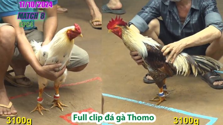 CPC4- TRẬN 8 | đá gà Thomo | 17/10/2024