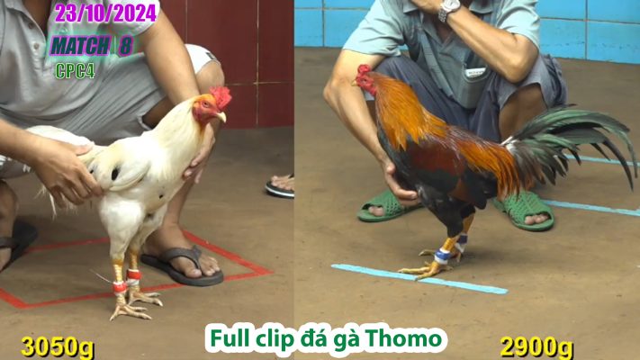 CPC4- TRẬN 8 | đá gà Thomo | 23/10/2024