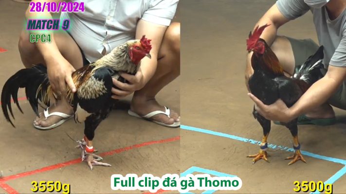 CPC4- TRẬN 9 | đá gà Thomo | 28/10/2024