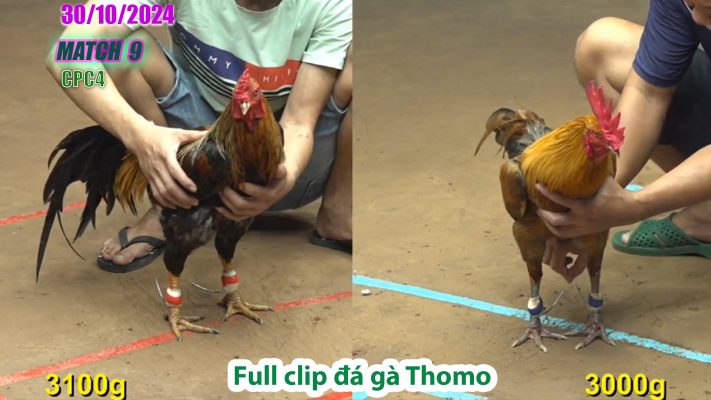 CPC4- TRẬN 9 | đá gà Thomo | 30/10/2024