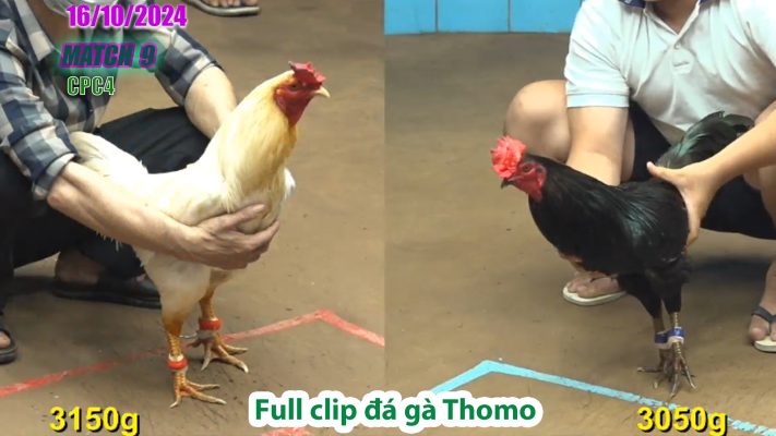 CPC4- TRẬN 9 | đá gà Thomo | 16/10/2024