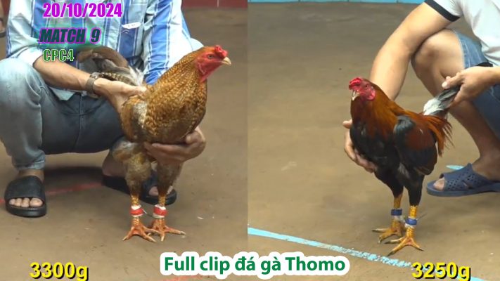 CPC4- TRẬN 9 | đá gà Thomo | 20/10/2024