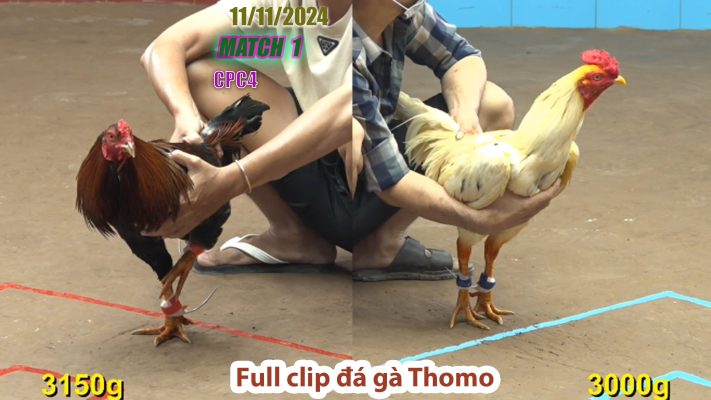 CPC4- TRẬN 1 | đá gà Thomo | 11/11/2024