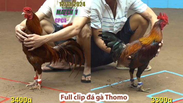 CPC4- TRẬN 1 | đá gà Thomo | 12/11/2024