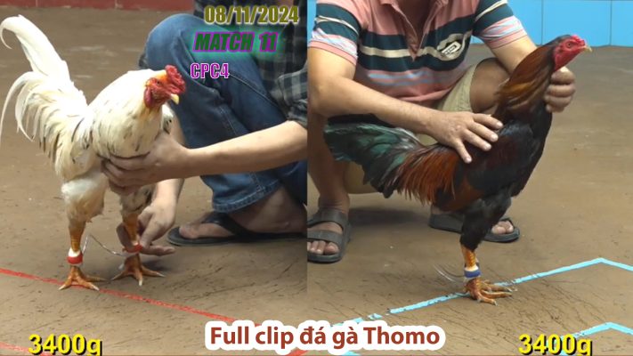 CPC4- TRẬN 11 | đá gà Thomo | 08/11/2024