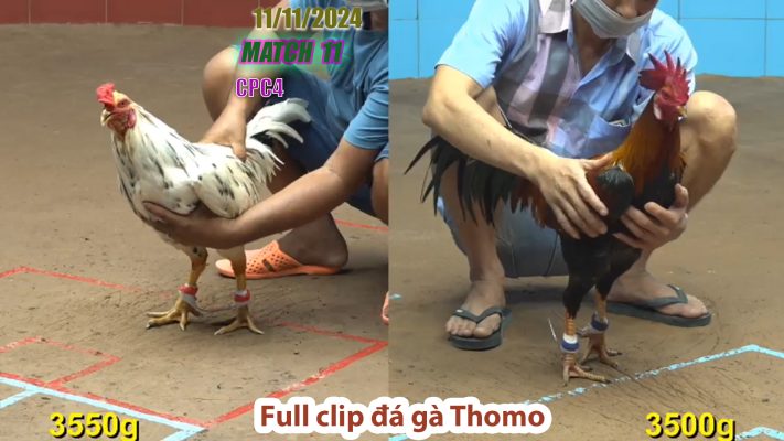 CPC4- TRẬN 11 | đá gà Thomo | 11/11/2024