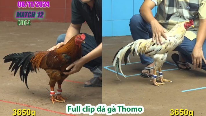 CPC4- TRẬN 12 | đá gà Thomo | 08/11/2024