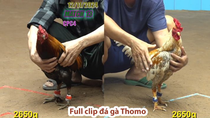 CPC4- TRẬN 13 | đá gà Thomo | 12/11/2024