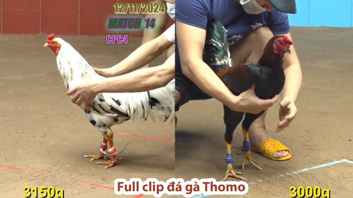 CPC4- TRẬN 14 | đá gà Thomo | 12/11/2024