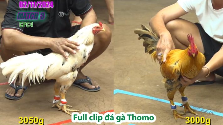 CPC4- TRẬN 3 | đá gà Thomo | 02/11/2024