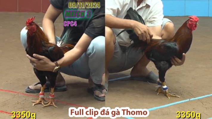 CPC4- TRẬN 3 | đá gà Thomo | 08/11/2024