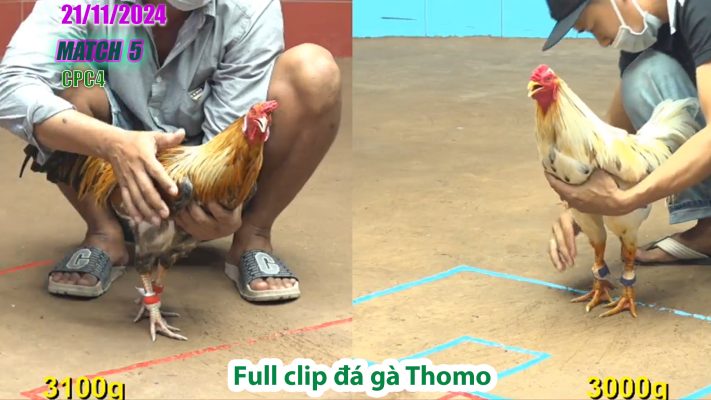 CPC4- TRẬN 5 | đá gà Thomo | 21/11/2024