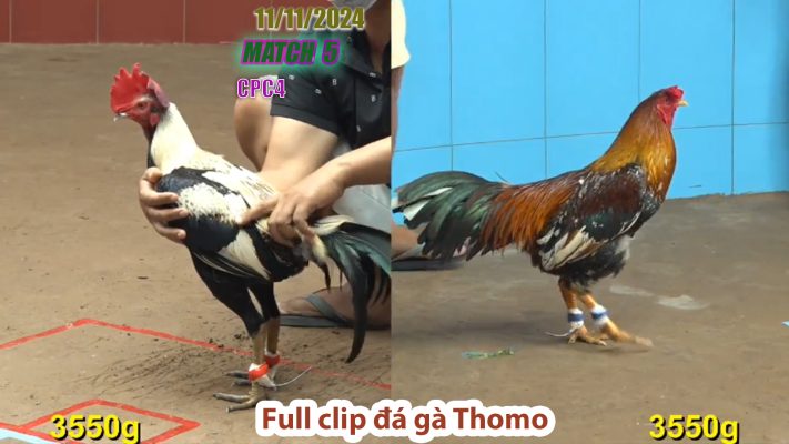 CPC4- TRẬN 5 | đá gà Thomo | 11/11/2024