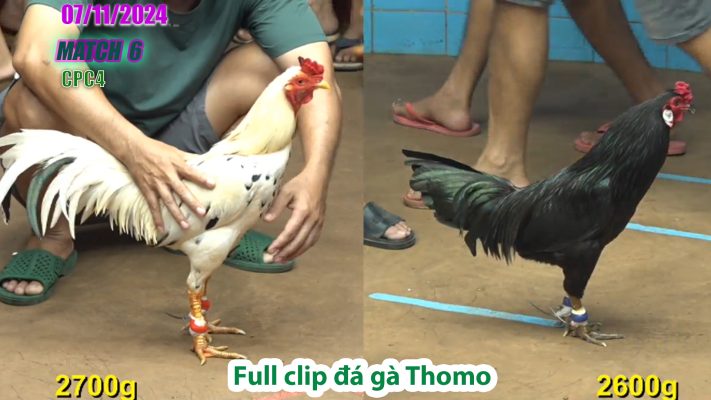 CPC4- TRẬN 6 | đá gà Thomo | 07/11/2024