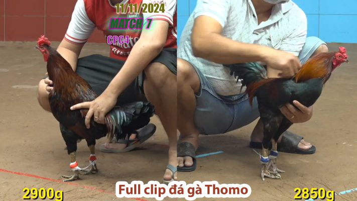 CPC4- TRẬN 7 | đá gà Thomo | 11/11/2024