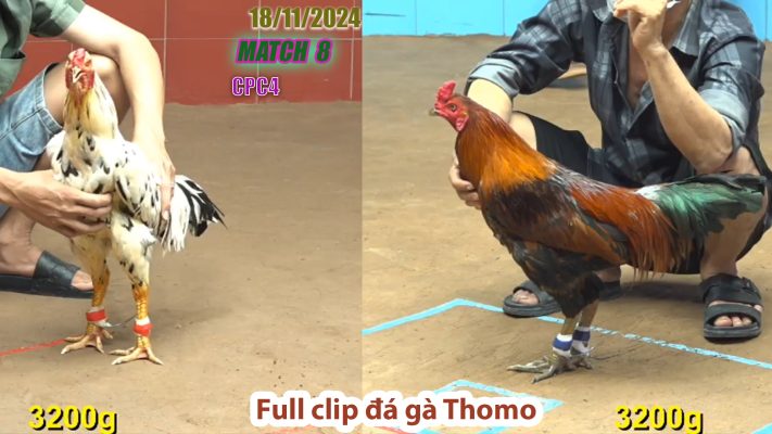 CPC4- TRẬN 8 | đá gà Thomo | 18/11/2024