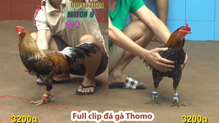 CPC4- TRẬN 9 | đá gà Thomo | 08/11/2024