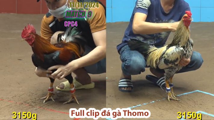 CPC4- TRẬN 9 | đá gà Thomo | 11/11/2024